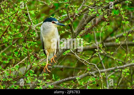 Nachtreiher Männchen sitzt bewegungslos auf einem Ast. Gattungsart Nicticorax nicticorax. See Dubnica, Slowakei. Stockfoto