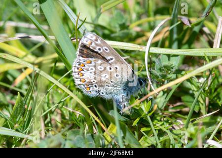 Weiblicher blauer Schmetterling (Polyommatus icarus), der auf Vogelfußtrefolie (Lotus corniculatus) eierlegt (Eier legt) Stockfoto