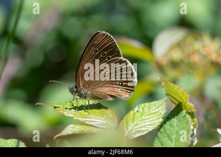 Ringel-Schmetterling (Aphantopus Hyperantus), UK Stockfoto