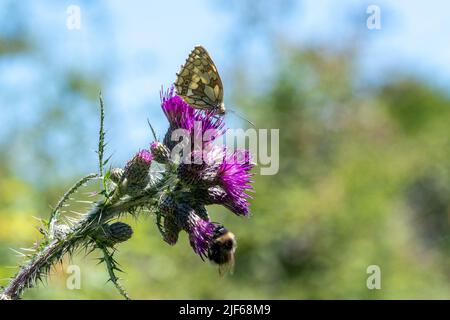 Biodiversitätskonzept: Marmorter weißer Schmetterling und Hummel auf einer purpurnen Distel im Sommer, England, Großbritannien. Insekten in Wildblumenwiese. Stockfoto