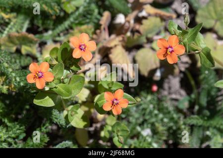 Scharlachrote Pimpernel (Anagallis arvensis), kleine rote Wildblumen, ein Ackerunkraut, blühend im Sommer, Hampshire, England, Großbritannien Stockfoto