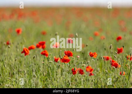 Mohnblumen in den South Downs, an einem sonnigen Sommertag Stockfoto