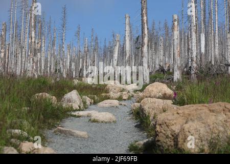 Hasselfelde, Deutschland. 30.. Juni 2022. Deadwood steht im Brocken-Gebiet. Die Dürre und der Rindenkäfer haben den Fichtenwald im Harz, wie hier am Brocken, weitgehend zerstört. Derzeit leiden die Wälder erneut unter der Dürre. Quelle: Matthias Bein/dpa/Alamy Live News Stockfoto