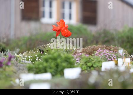 Hasselfelde, Deutschland. 30.. Juni 2022. Im Brocken Garden wachsen orientalischer Mohn und andere Hochgebirgspflanzen. Die Mitarbeiter müssen aufgrund der anhaltenden Dürre täglich Wasser gießen. Derzeit leiden die Wälder erneut unter der Dürre. Quelle: Matthias Bein/dpa/Alamy Live News Stockfoto