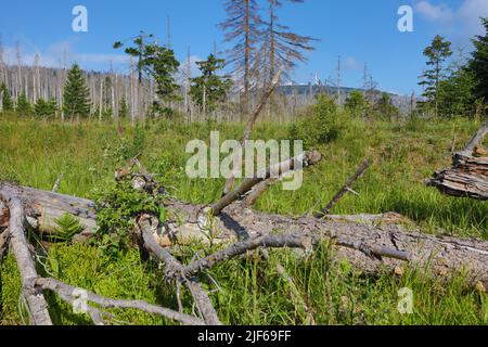 Hasselfelde, Deutschland. 30.. Juni 2022. Deadwood steht im Brocken-Gebiet. Die Dürre und der Rindenkäfer haben den Fichtenwald im Harz, wie hier am Brocken, weitgehend zerstört. Derzeit leiden die Wälder erneut unter der Dürre. Quelle: Matthias Bein/dpa/Alamy Live News Stockfoto