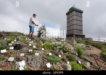 Hasselfelde, Deutschland. 30.. Juni 2022. Ingo Matscherot, Mitarbeiter des Nationalparks Harz, bewässert die Hochgebirgsgewächse im Brockengarten. Die Mitarbeiter müssen aufgrund der anhaltenden Dürre täglich Wasser gießen. Derzeit leiden die Wälder erneut unter der Dürre. Quelle: Matthias Bein/dpa/Alamy Live News Stockfoto