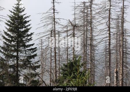 Hasselfelde, Deutschland. 30.. Juni 2022. Deadwood steht im Brocken-Gebiet. Die Dürre und der Rindenkäfer haben den Fichtenwald im Harz, wie hier am Brocken, weitgehend zerstört. Derzeit leiden die Wälder erneut unter der Dürre. Quelle: Matthias Bein/dpa/Alamy Live News Stockfoto