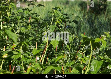 Bewässerung, Bewässerung im großen Garten von grünen Himbeerbüschen, im Sommer heißes, trockenes Wetter Stockfoto