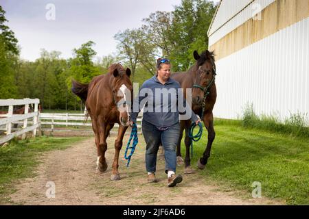 Eine Frau, die zwei Pferde auf einem Weg neben einer Scheune führt. Stockfoto