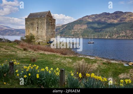 März und Frühling Narzissen umrahmen Carrick Castle am Ufer des Loch Goil. Argyll und Bute. Schottland Stockfoto