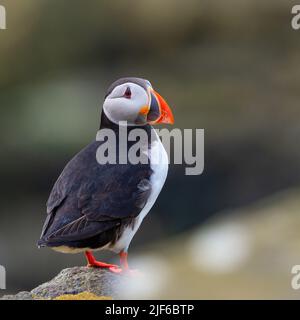 Atlantic Puffin (Fratercula Arctica) stand auf einer Klippe auf der Isle of May Stockfoto