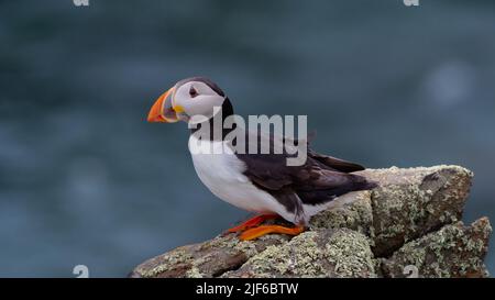 Der Atlantische Papageitaucher, auch bekannt als der gewöhnliche Papageitaucher (Fratercula arctica), stand auf einer Klippe Stockfoto