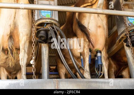 Das Melkzeug einer automatischen Melkmaschine, das am Euter einer Milchkuh befestigt ist Stockfoto