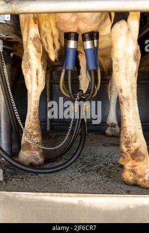 Das Melkzeug einer automatischen Melkmaschine, das am Euter einer Milchkuh befestigt ist Stockfoto