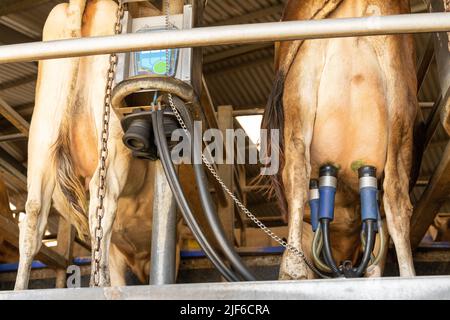 Das Melkzeug einer automatischen Melkmaschine, das am Euter einer Milchkuh befestigt ist Stockfoto