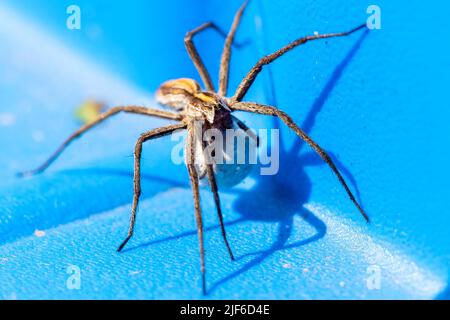 Ein Nahaufnahme-Porträt einer weiblichen Wolfsspinne, die ihren Eiersack trägt, an den Spinnernetzen befestigt und von den Reißzähnen auf einer blauen Kunststoffoberfläche herumgeführt wird. Stockfoto