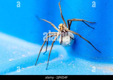 Ein Makroporträt einer weiblichen Wolfsspinne, die ihren Eiersack trägt, an den Spinnernetzen befestigt und von den Reißzähnen gehalten, auf einer blauen Kunststoffoberfläche herum. Th Stockfoto