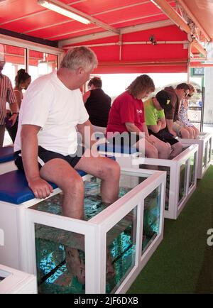 Touristen beim Fischarzt, Arzt Fische (Garra rufa) Reinigung Füße von Touristen, Promenade von Playa del Ingles, Grand Canary, Kanarische Inseln. Spanien Stockfoto