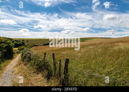 Ein Pfad, der an einem sonnigen Sommertag entlang eines Feldes wilder Gräser in den South Downs führt Stockfoto