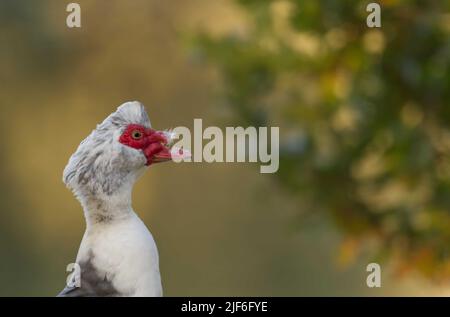 Nahaufnahme der moskauer Ente (Cairina moschata) ist eine große Ente, die vom Hintergrund-Kopierraum isoliert ist Stockfoto