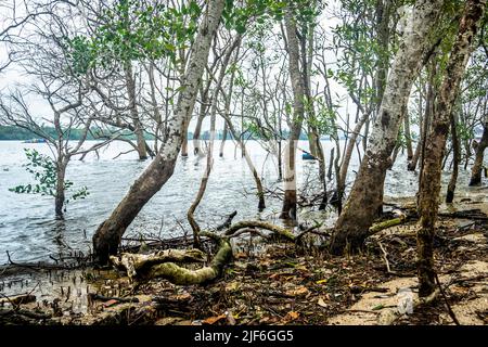 Schöne Bäume am Meer in der Nähe von Seletar Fishing Village. Singapurs letztes Fischerdorf, Stockfoto