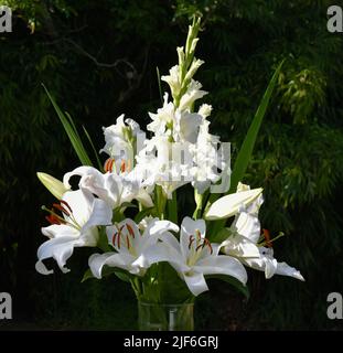 Bouquet de lys blancs Cascas et glaïeuls White Prosperity (jardin du ruisseau de l'église 2022) Stockfoto