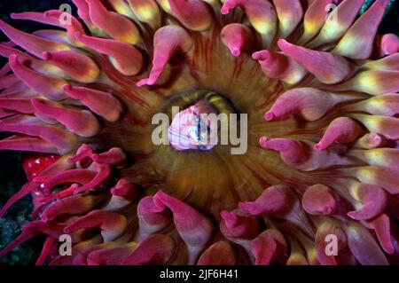 Dahlia Anemone, Urticina felina. Stockfoto