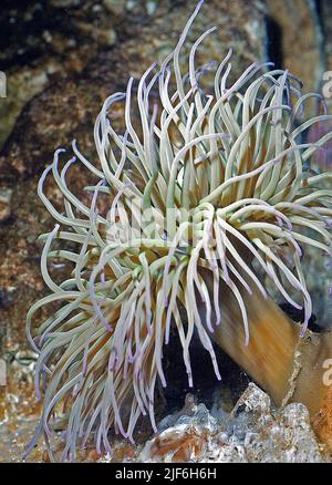 Mediterrane Schlangenschnecke Anemone, Anemonia sulcata. Stockfoto