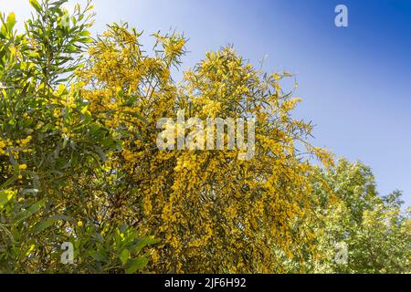 Leuchtend gelbe, flauschige Kugeln wie Blüten des Mimosa-Baumes (Acacia dealbata), auch als persischer Seidenbaum bezeichnet. Stockfoto