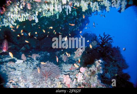 Lage-Unterwasser-Höhle bei "Latheef Riff, Kuredu auf den Malediven.  Die Höhle ist voll von Weichkorallen und Fischen. Stockfoto