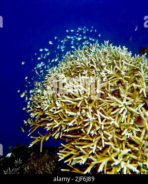 Doktoren Damselfishes (blaue Chromis Chromis SP.) sammeln um eine verzweigte Koralle (Acropora sp.). Stockfoto