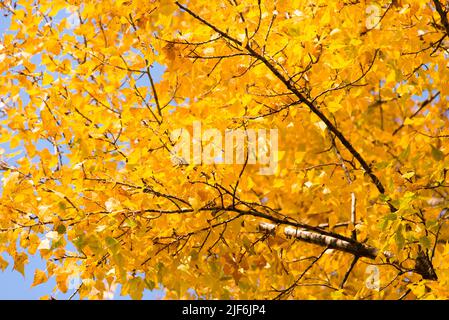 Schönen Herbst Landschaft mit gelben Bäume und die Sonne. Fallende Blätter natürlichen Hintergrund Stockfoto