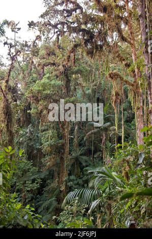 Der Nebelwald in der Nähe der Bellavista Lodge, im Mindo-Gebiet, Ecuador. Stockfoto