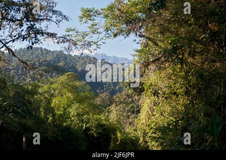 Der Nebelwald in der Nähe der Bellavista Lodge, im Mindo-Gebiet, Ecuador. Der Vulkan Pichincha ist in der Ferne zu sehen. Stockfoto