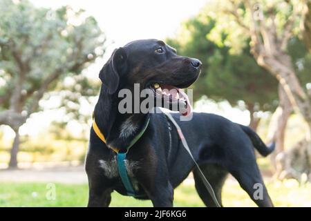 Gehorsam schwarzer Labrador Retriever Hund mit Zunge aus stehen auf Rasen am sonnigen Wochenende Tag im Sommerpark Stockfoto