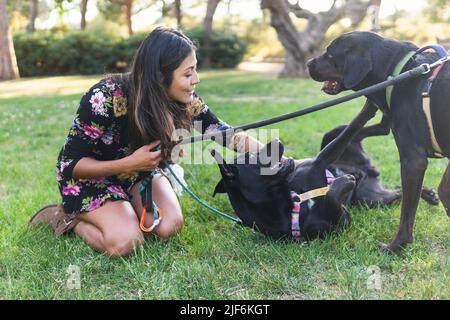 Aufgeregte Besitzerin lachend, während sie sich auf dem Rasen ausruhte und mit schwarzen Labrador Retriever Hunden am sonnigen Sommertag im Park spielte Stockfoto