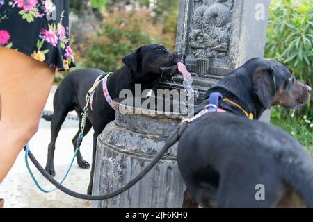 Schwarze Labrador Retriever Hunde an der Leine lecken Wasser aus Trinkbrunnen, während sie in der Nähe von Erntebesitzer im Park stehen Stockfoto