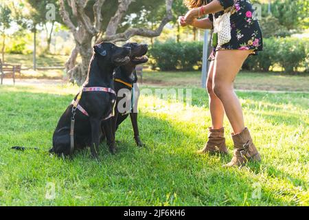 Seitenansicht Cropped unkenntlich Frau im Blumenkleid geben Leckerbissen schwarzen Labrador Retriever Hund an der Leine, während Sie Zeit in der Nähe von Baum im Park auf Stockfoto