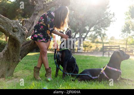 Ganzkörperbesitzerin im Blumenkleid, die mit gehorsamen Labrador Retriever-Hunden an der Leine am Baum spielt, während sie einen sonnigen Wochenendtag in su verbringt Stockfoto