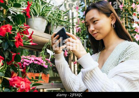 Inhalt Asiatische Kundin fotografiert auf dem Smartphone rot blühende mandevilla-Blumen in Töpfen auf dem Blumenmarkt Stockfoto