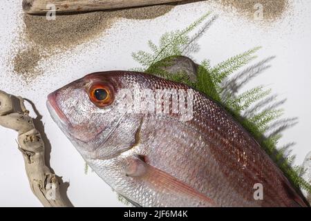 Draufsicht auf rohe, gemeine Seegream-Fische, die auf Steinen und Farn in der Nähe von Treibholzstäben und Sand auf weißem Hintergrund platziert sind Stockfoto
