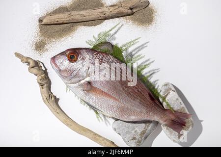 Draufsicht auf rohe, gemeine Seegream-Fische, die auf Steinen und Farn in der Nähe von Treibholzstäben und Sand auf weißem Hintergrund platziert sind Stockfoto
