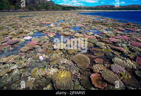 Steinkorallen, meist Acropora spp., wachsen an einem flachen Riff in Fidschi. Stockfoto