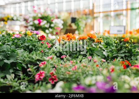 Verschiedene bunte Blumen, die tagsüber in Töpfen im Treibhaus des Ladens wachsen Stockfoto