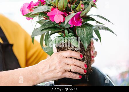 Crop anonyme Gärtnerin in Schürze transplanting Pflanze während der Arbeit im Gewächshaus Stockfoto
