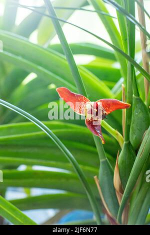 Kleine rote Cattleya-Orchidee. Schöne Blume aus der Nähe. Orhids in Blüte. Stockfoto