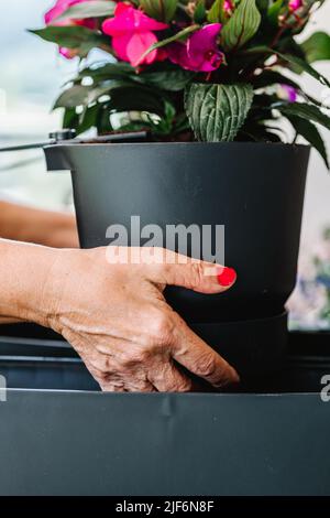 Nahaufnahme der Hände einer anonymen Gärtnerin, die die Pflanze im Topf hält Stockfoto