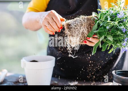 Crop anonyme Gärtnerin in Schürze transplanting Pflanze während der Arbeit im Gewächshaus Stockfoto