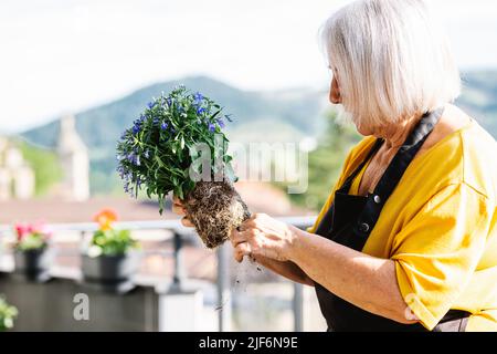 Crop anonyme Gärtnerin in Schürze transplanting Pflanze während der Arbeit im Gewächshaus Stockfoto