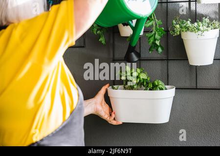 Nahaufnahme der Rückansicht einer anonymen älteren Frau in legerer gelber Kleidung, die sich um Topfpflanzen kümmert Stockfoto
